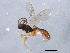  (Stenomacrus jft14 - BIOUG01572-C03)  @13 [ ] CreativeCommons - Attribution (2012) CBG Photography Group Centre for Biodiversity Genomics