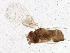  (Trichogramma pretiosum - BIOUG01668-H06)  @13 [ ] CreativeCommons - Attribution (2012) CBG Photography Group Centre for Biodiversity Genomics