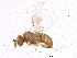  (Trichogramma sp - BIOUG01668-H10)  @13 [ ] CreativeCommons - Attribution (2012) CBG Photography Group Centre for Biodiversity Genomics