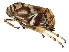  (Clastoptera arborina - BIOUG01807-B08)  @14 [ ] CreativeCommons - Attribution (2012) CBG Photography Group Centre for Biodiversity Genomics