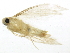  ( - BIOUG01573-A09)  @12 [ ] CreativeCommons - Attribution (2012) CBG Photography Group Centre for Biodiversity Genomics