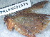  (Colnettia - PR16NC01575)  @11 [ ] Copyright (2020) Rodolphe Rougerie Museum national d'Histoire naturelle