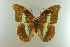  (Archaeoprepona demophon - AIV 009)  @14 [ ] Unspecified (default): All Rights Reserved  Unspecified Unspecified