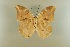  (Archaeoprepona demophon occidentalis - AIV 015)  @14 [ ] Unspecified (default): All Rights Reserved  Unspecified Unspecified