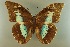  (Archaeoprepona demophoon - AIV 019)  @14 [ ] Unspecified (default): All Rights Reserved  Unspecified Unspecified