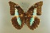  (Archaeoprepona demophoon mexicana - AIV 023)  @14 [ ] Unspecified (default): All Rights Reserved  Unspecified Unspecified