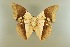  (Archaeoprepona meander - AIV 024)  @13 [ ] Unspecified (default): All Rights Reserved  Unspecified Unspecified