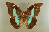 (Archaeoprepona phaedra - AIV 028)  @14 [ ] Unspecified (default): All Rights Reserved  Unspecified Unspecified