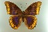  (Prepona deiphile - AIV 047)  @15 [ ] Unspecified (default): All Rights Reserved  Unspecified Unspecified