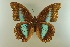 (Prepona deiphile diaziana - AIV 051)  @14 [ ] Unspecified (default): All Rights Reserved  Unspecified Unspecified