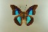  (Prepona deiphile ibarra - AIV 054)  @14 [ ] Unspecified (default): All Rights Reserved  Unspecified Unspecified