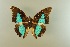  (Prepona dexamenes - AIV 055)  @14 [ ] Unspecified (default): All Rights Reserved  Unspecified Unspecified