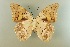  (Prepona laertes - AIV 062)  @15 [ ] Unspecified (default): All Rights Reserved  Unspecified Unspecified