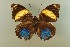  (Prepona amydon oaxacata - AIV 074)  @13 [ ] Unspecified (default): All Rights Reserved  Unspecified Unspecified