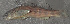  (Etheostoma thalassinum - 29466.03)  @13 [ ] Unspecified (default): All Rights Reserved  Unspecified Unspecified