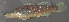  (Etheostoma olivaceum - 29792.04)  @13 [ ] Unspecified (default): All Rights Reserved  Unspecified Unspecified