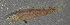  (Etheostoma forbesi - 29801.02)  @13 [ ] Unspecified (default): All Rights Reserved  Unspecified Unspecified