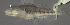  (Etheostoma bison - 29851.01)  @12 [ ] Unspecified (default): All Rights Reserved  Unspecified Unspecified