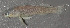  (Etheostoma oophylax - 29855.02)  @13 [ ] Unspecified (default): All Rights Reserved  Unspecified Unspecified