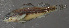  (Etheostoma mariae - 30005)  @13 [ ] Unspecified (default): All Rights Reserved  Unspecified Unspecified