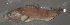  (Etheostoma punctulatum - 30622.02)  @13 [ ] Unspecified (default): All Rights Reserved  Unspecified Unspecified