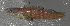  (Etheostoma hopkinsi - 31549.01)  @12 [ ] Unspecified (default): All Rights Reserved  Unspecified Unspecified