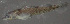  (Etheostoma collettei - 37473.01)  @12 [ ] Unspecified (default): All Rights Reserved  Unspecified Unspecified