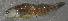  (Etheostoma fragi - 37546.01)  @13 [ ] Unspecified (default): All Rights Reserved  Unspecified Unspecified