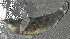  (Etheostoma rufilineatum - 40347.02)  @13 [ ] Unspecified (default): All Rights Reserved  Unspecified Unspecified