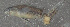  (Etheostoma collis - 46305.01)  @12 [ ] Unspecified (default): All Rights Reserved  Unspecified Unspecified