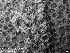 (Membraniporella - ZMBN_155069)  @11 [ ] Creative Commons BY SA (2023) University of Oslo Natural History Museum