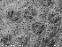  (Gephyrotes - ZMBN_143692)  @11 [ ] Creative Commons BY SA (2023) University of Oslo Natural History Museum