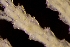  ( - ZMBN_146080)  @11 [ ] Creative Commons BY SA (2024) University of Bergen Natural History Collections