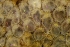  (Escharella ventricosa - ZMBN_147753)  @11 [ ] Creative Commons BY SA (2024) University of Bergen Natural History Collections