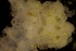 ( - ZMBN_166132)  @11 [ ] Creative Commons BY SA (2024) University of Bergen Natural History Collections