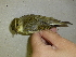  (Phylloscopus xanthodryas - K35403)  @11 [ ] CreativeCommons - Attribution Share-Alike (2023) Unspecified National Dong Hwa University