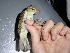  (Phylloscopus examinandus - K43343)  @11 [ ] CreativeCommons - Attribution Share-Alike (2023) Unspecified National Dong Hwa University