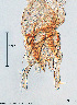  (Neostempellina reissi - To118)  @11 [ ] Creative Commons  Attribution Non-Commercial Share-Alike (2023) NTNU University Museum, Department of Natural History NTNU University Museum, Department of Natural History