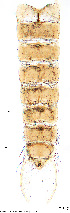  ( - To517)  @11 [ ] Creative Commons  Attribution Non-Commercial Share-Alike (2023) NTNU University Museum, Department of Natural History NTNU University Museum, Department of Natural History