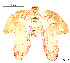  ( - To517)  @11 [ ] Creative Commons  Attribution Non-Commercial Share-Alike (2023) NTNU University Museum, Department of Natural History NTNU University Museum, Department of Natural History