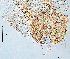  ( - To517)  @11 [ ] Creative Commons  Attribution Non-Commercial Share-Alike (2023) NTNU University Museum, Department of Natural History NTNU University Museum, Department of Natural History