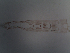  ( - SEG40)  @12 [ ] CreativeCommons - Attribution Non-Commercial Share-Alike (2013) Unspecified NTNU Museum of Natural History and Archaeology