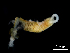  (Micrura chlorapardalis - Co_Mic_020)  @11 [ ] CreativeCommons  Attribution Non-Commercial Share-Alike (2023) Smithsonian Tropical Research Institute Smithsonian Tropical Research Institute
