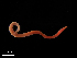  ( - Co_Mic_035)  @11 [ ] CreativeCommons  Attribution Non-Commercial Share-Alike (2023) Smithsonian Tropical Research Institute Smithsonian Tropical Research Institute