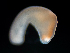  ( - Co_Mic_009)  @11 [ ] CreativeCommons  Attribution Non-Commercial Share-Alike (2023) Smithsonian Tropical Research Institute Smithsonian Tropical Research Institute