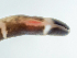  ( - Co_Not_001)  @11 [ ] CreativeCommons  Attribution Non-Commercial Share-Alike (2023) Smithsonian Tropical Research Institute Smithsonian Tropical Research Institute