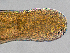  ( - Co_Zyg_003)  @11 [ ] CreativeCommons  Attribution Non-Commercial Share-Alike (2023) Smithsonian Tropical Research Institute Smithsonian Tropical Research Institute