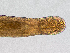  ( - Co_Zyg_003)  @11 [ ] CreativeCommons  Attribution Non-Commercial Share-Alike (2023) Smithsonian Tropical Research Institute Smithsonian Tropical Research Institute