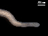  ( - Co_Zyg_004)  @11 [ ] CreativeCommons  Attribution Non-Commercial Share-Alike (2023) Smithsonian Tropical Research Institute Smithsonian Tropical Research Institute