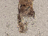  ( - Co_Zyg_004)  @11 [ ] CreativeCommons  Attribution Non-Commercial Share-Alike (2023) Smithsonian Tropical Research Institute Smithsonian Tropical Research Institute
